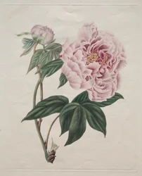 Peônia chinesa Paeonia suffruticosa, c. 1820.