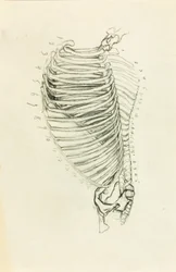 Anatomia