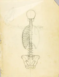 Estudo de anatomia