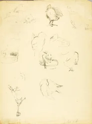 Estudos com animais