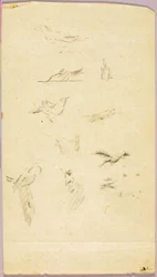 Aves