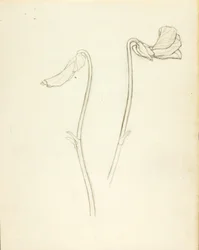 Flor fechada e aberta