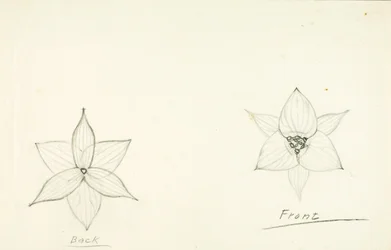 Estrutura da flor
