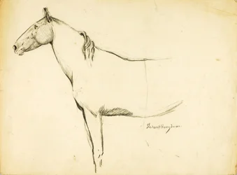 Cavalo