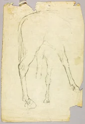 Cavalo