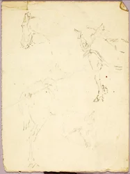 Cavalos