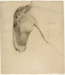 Cabeça de cavalo