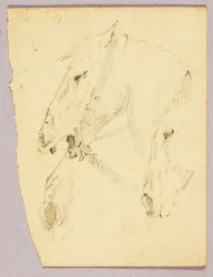 Cabeças de cavalos