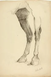Perna de cavalo