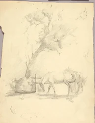 Cavalos e árvores