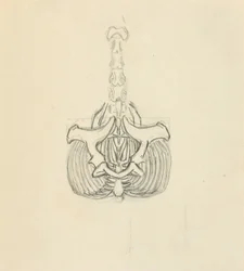 Pélvis