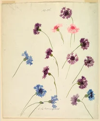 Desenho, Estudo: Flores de milho, finais do século XIX