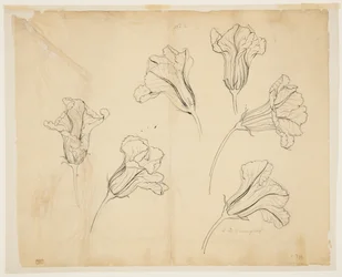 Estudos de Abóboras ou Flores de Abóbora