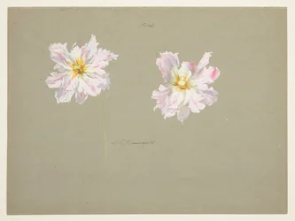 Estudo de peônias rosa pálido