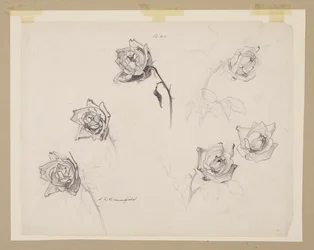 Estudo de rosas