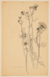 Estudo de plantas de cardo