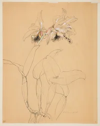 Estudo de uma orquídea