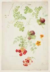 Stuy of Maidenhair Fern, Trompet Vine e Chagas