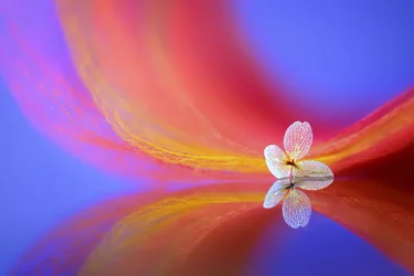 Reflexão de uma flor delicada