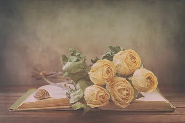 Rosas secas num livro antigo