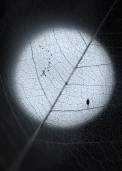 Homem na Folha da Lua