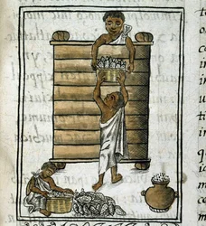 Códice da conquista do México: Colheita do milho