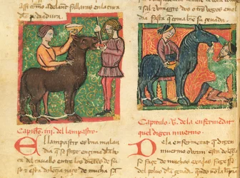 Ms 214 fol.26v Curing glossitis em um cavalo, de Libro de Menescalcia y Albeyteria por Juan Alvarez, c.1390