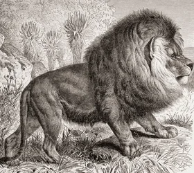 O leão do Cabo, atualmente extinto, de "La Vida de los Animales" pub. c.1885 (gravura)