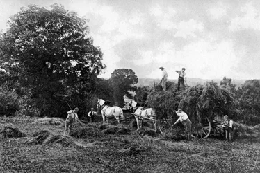 Ceifa, 1911-1912.