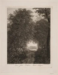 Estrada da floresta
