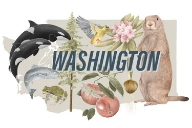 Símbolos do Estado de Washington, 2018 (lápis de grafite e digital)