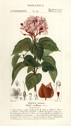 Achiote ou árvore de batom, Bixa orellana