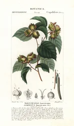 Avelã americana, Corylus americana