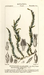 Antifever fontinalis moss, Fontinalis antipirética