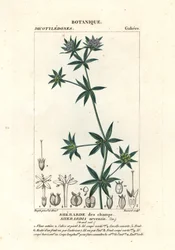 garça azul, Sherardia arvensis
