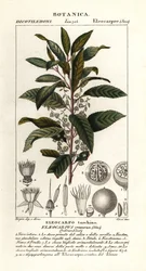 Cinza de mirtilo, Elaeocarpus cyaneus