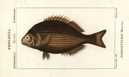 Bêbado, Kyphosus vaigiensis