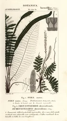 Feto de cerdas, Trichomanes botryoides