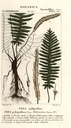 Feto de cerdas, Trichomanes elegans