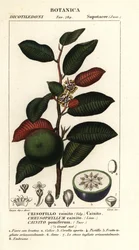 Cainita, Chrysophyllum cainita