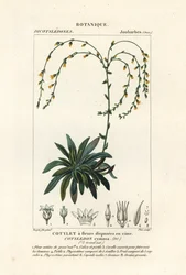 Canyon ao vivo para sempre, Dudleya cymosa