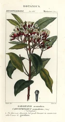 Cravinho, Syzygium aromaticum