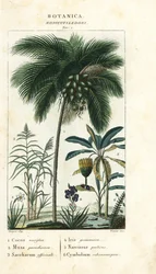 Coco, banana, cana-de-açúcar, etc