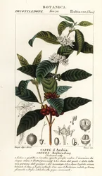 Café, Coffea arabica, Caffe d