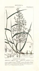 Curva comum, Agrostis capillaris