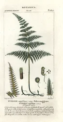 Parênteses ou travões comuns, Pteridium aquilinum