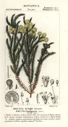 Arbusto de algodão comum, Berzelia lanuginosa