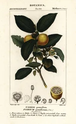Goiaba comum, Psidium guajava