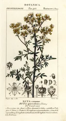 Arruda comum ou erva da graça, Ruta graveolens