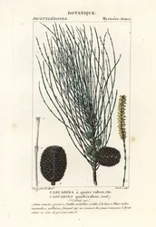 Sheoak caído, Allocasuarina verticillata